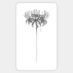 Lycoris Sticker